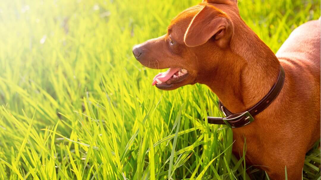 Kleiner Hund im Gras