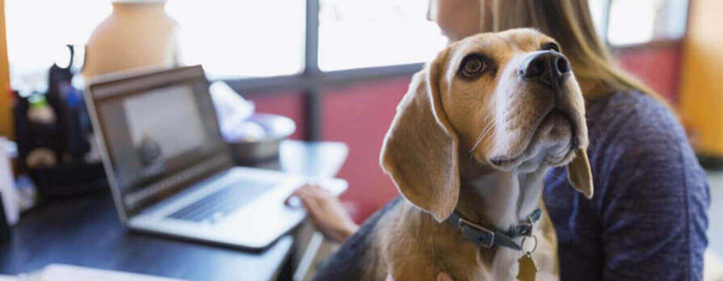 Hund im Büro