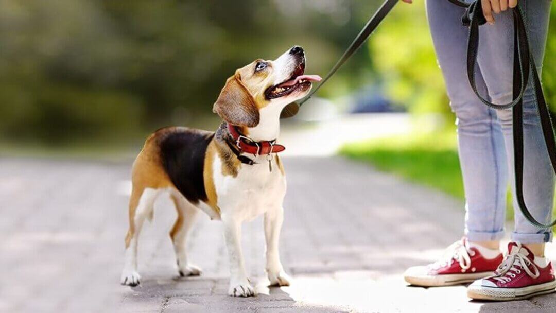 Hund geht mit Frauchen gassi