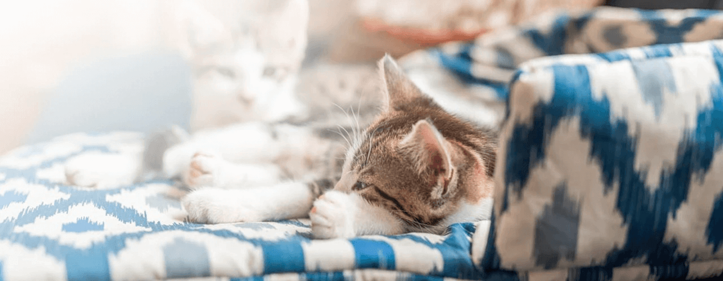 Katze schläft auf selbstgemachtem Kissen