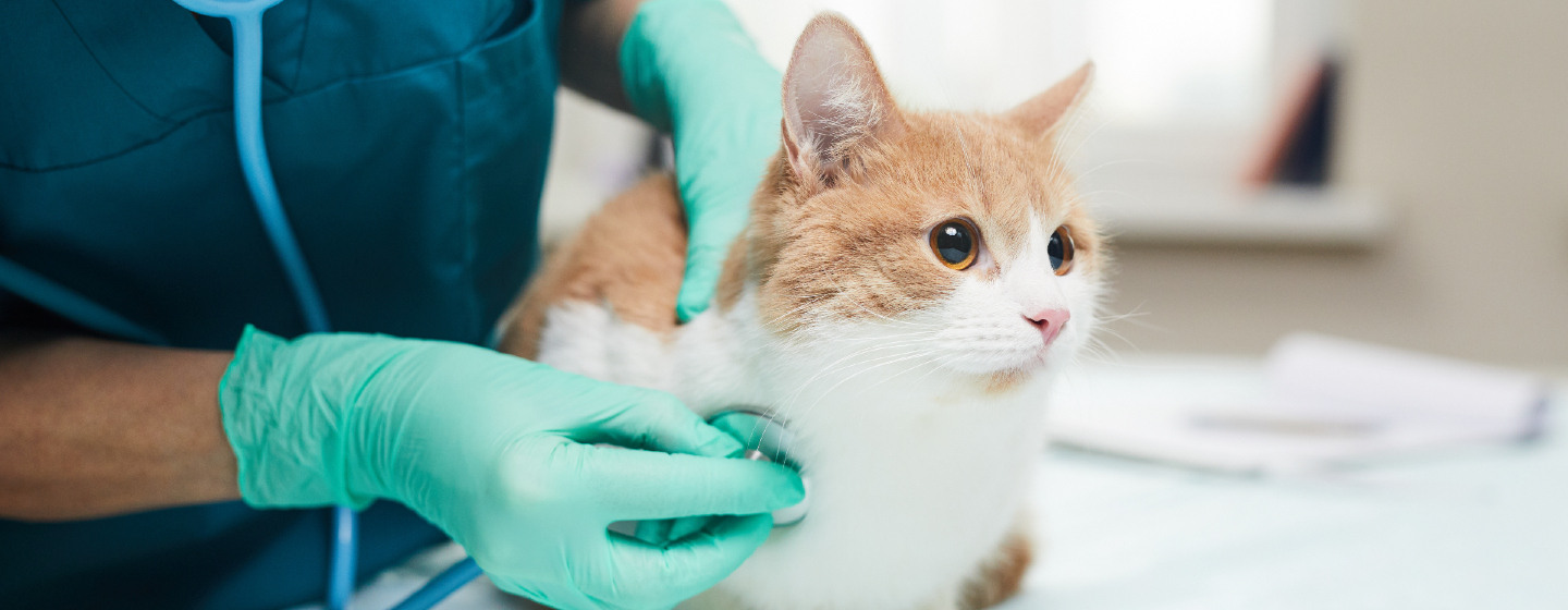Katze wird beim Tierarzt untersucht