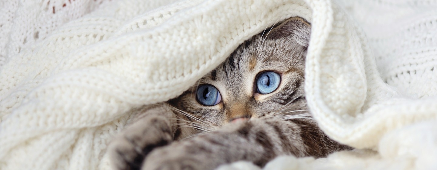 Getigerte Katze unter einer Decke liegend