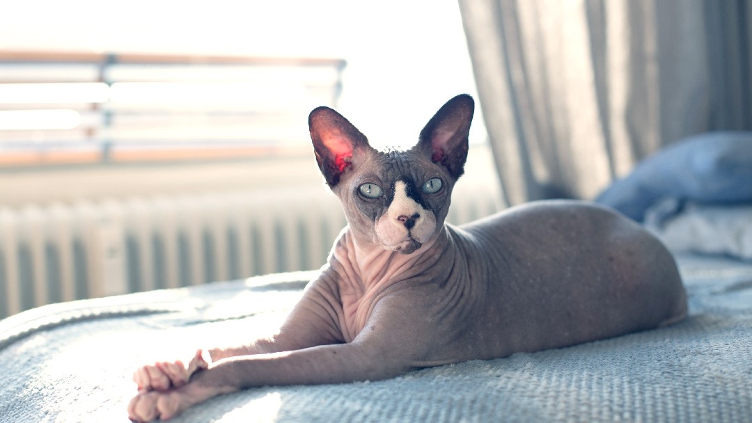 Haarlose Katze auf dem Bett