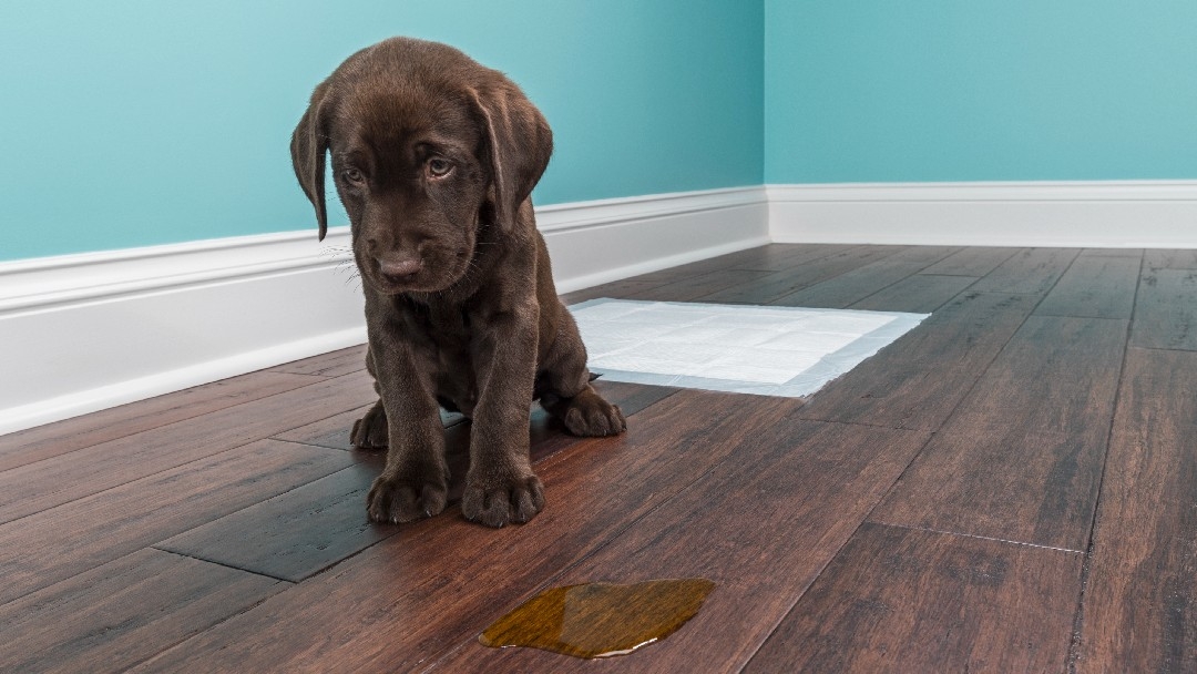 Labrador-Welpe uriniert auf den Boden