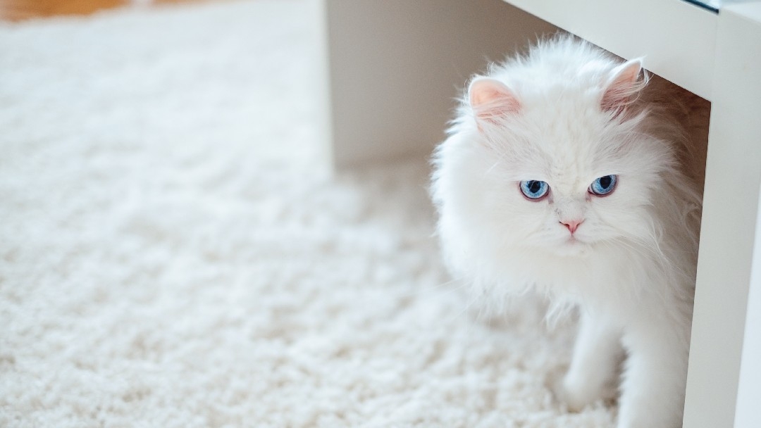 Flauschige weiße Katze saß unter einem Couchtisch