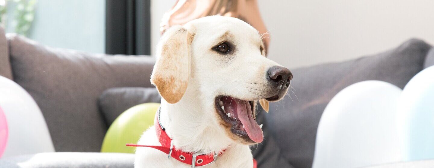 Golden Labrador Retriever mit rotem Kragen und offenem Mund