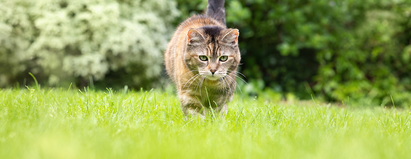 Katze läuft durch Gras