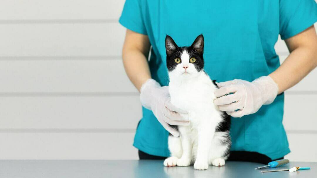 Schneeschuhkatze auf Tierarzttisch