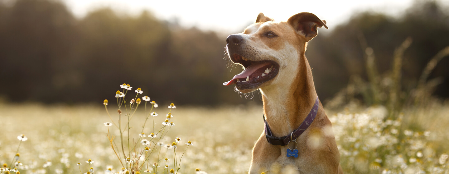 Hund im Gras