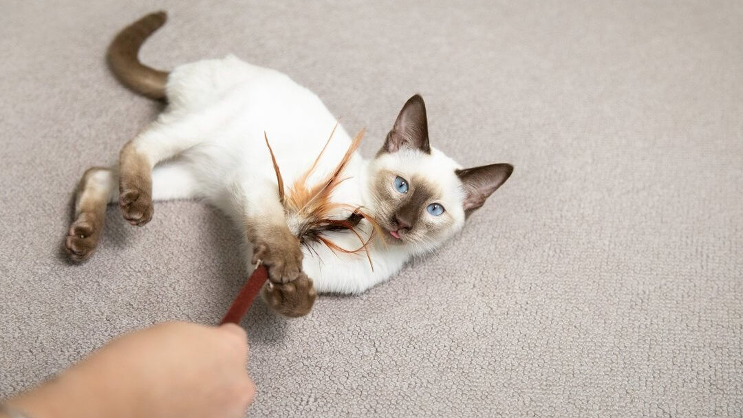 Blauäugige Katze, die mit Federstab auf Boden spielt