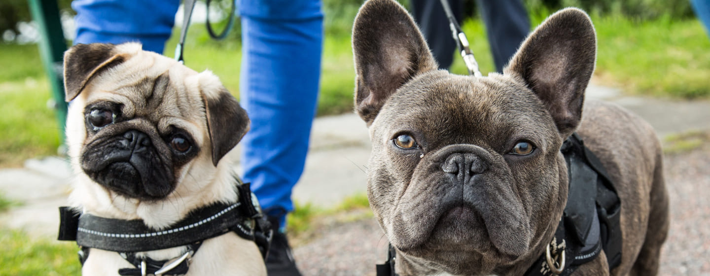 Mops und Französische Bulldogge gehen zusammen