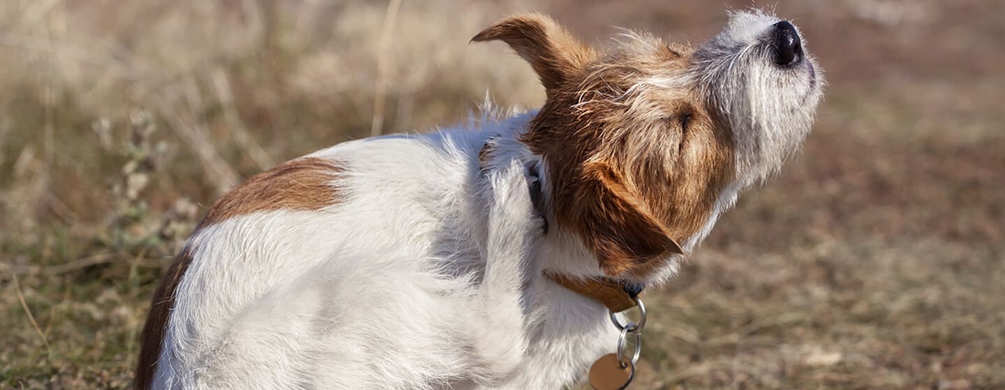 Hund kratzt sich