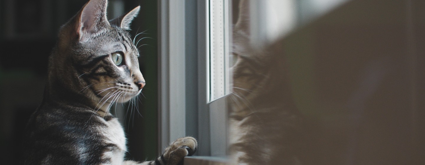 Katze schaut aus dem Fenster