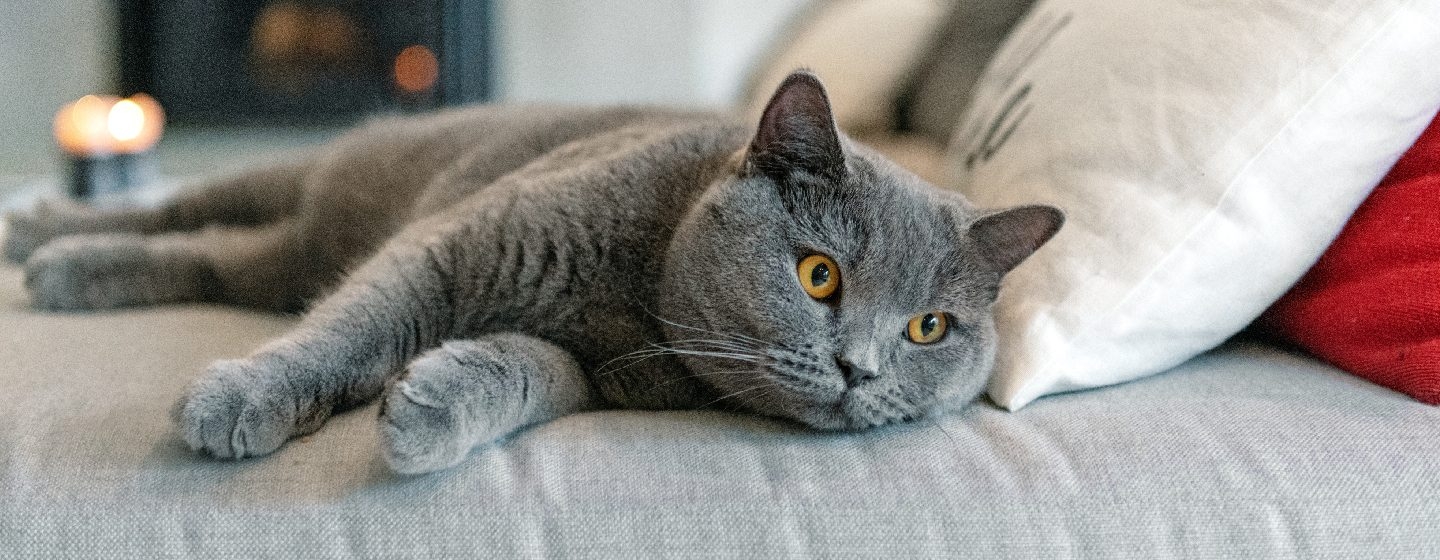 Graue Katze liegt auf einem Sofa
