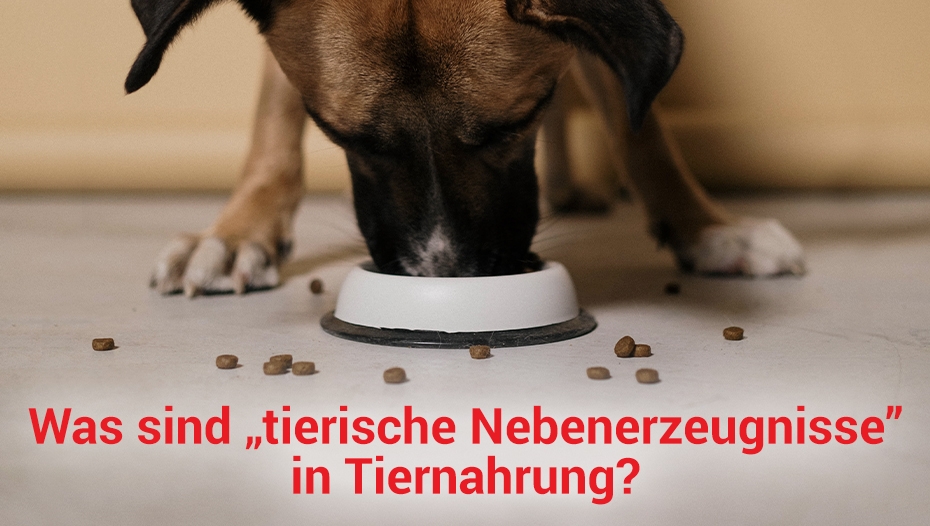 Hund frisst aus seinem Napf