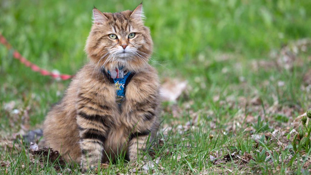 Sibirische Katze an der Leine