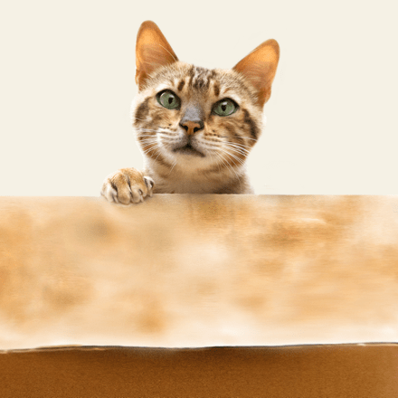 Europäisch Kurzhaar Katze schaut aus Karton