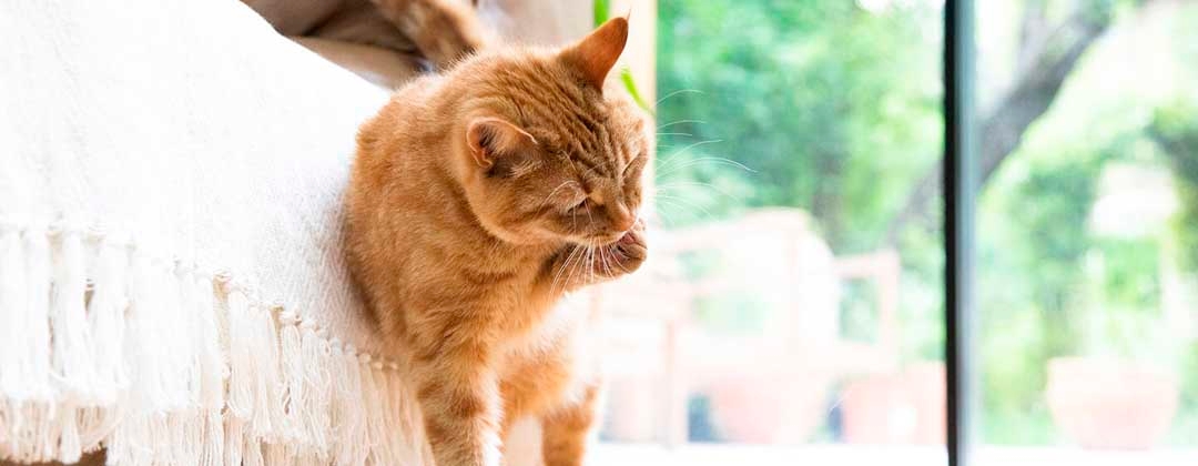 cat grooming itself