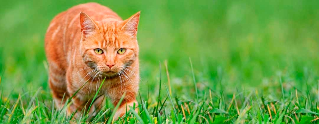 ginger cat in grass hunting