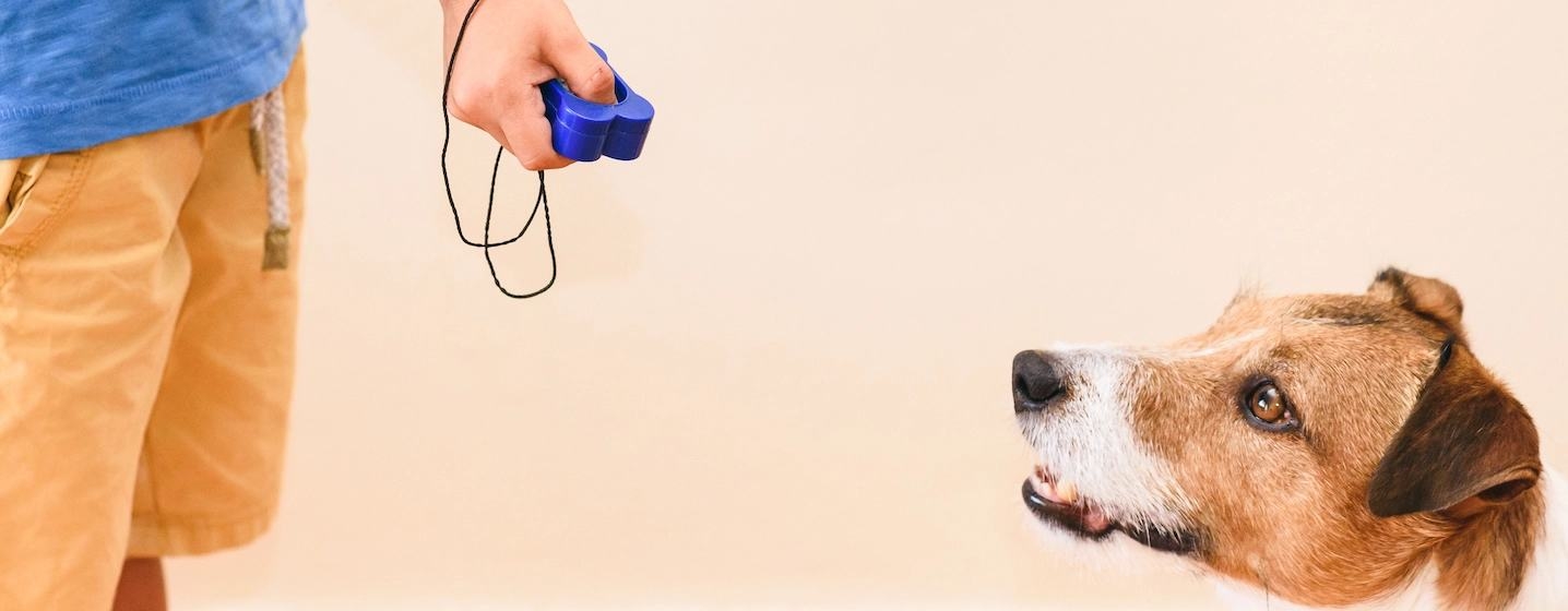 training dog clicker