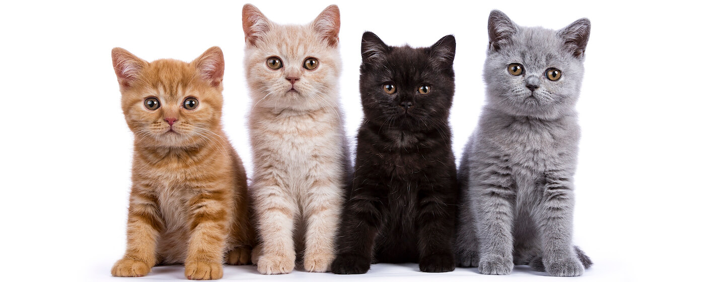 Cats pedigree