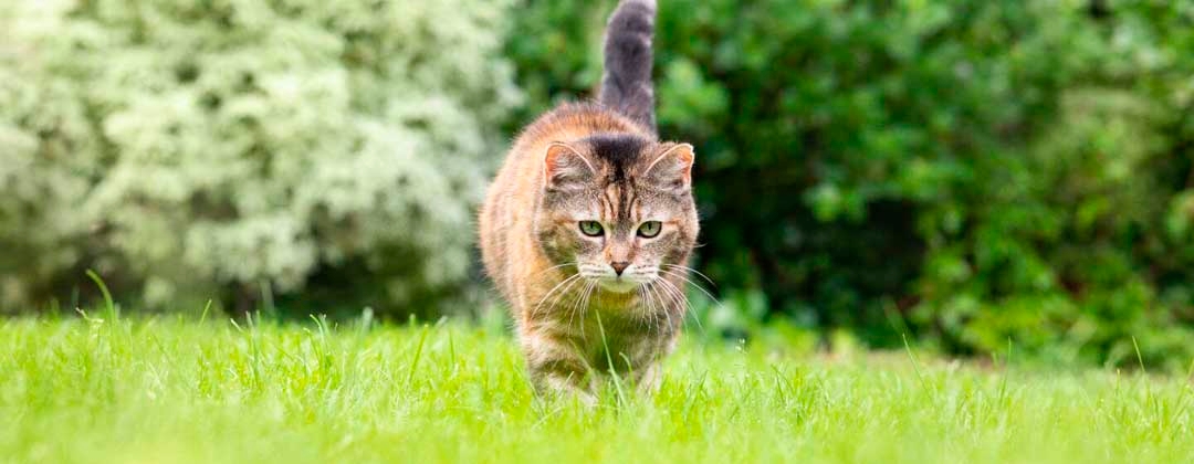 Cat prowling in grass