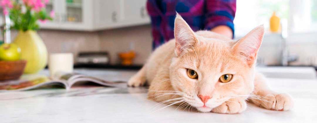 Cat lying on kitchen table