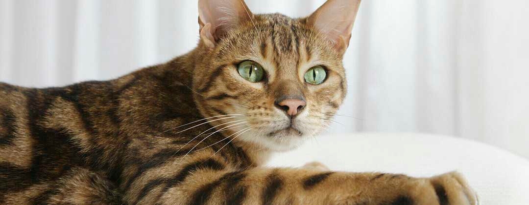 close up of bengal cat with green eyes