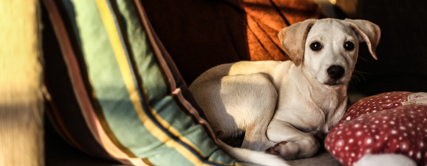 Panikattacken bei Hunden: Ursachen, Symptome und Behandlung