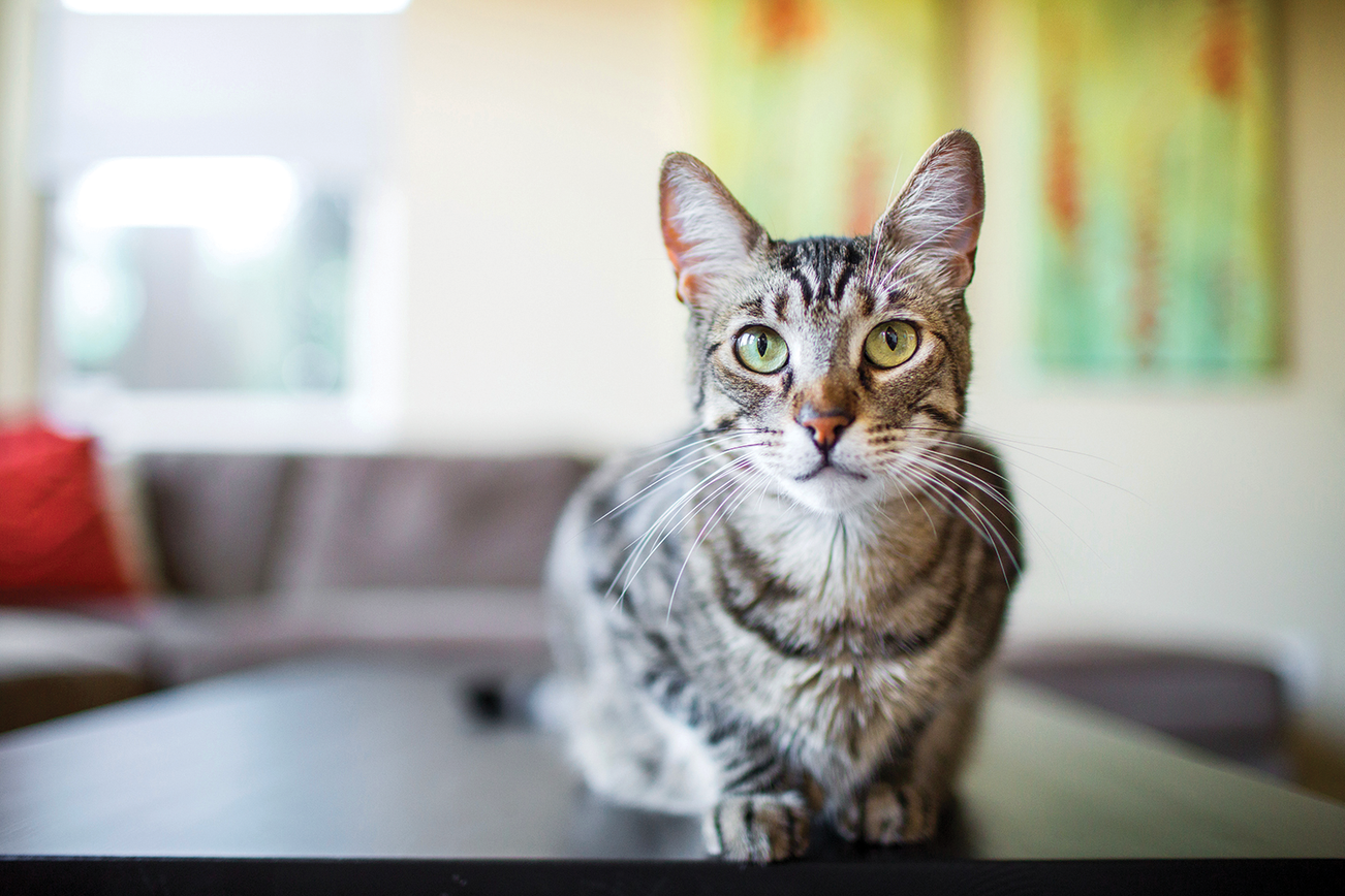 Eine Katze liegt auf einem Couchtisch im Wohnzimmer