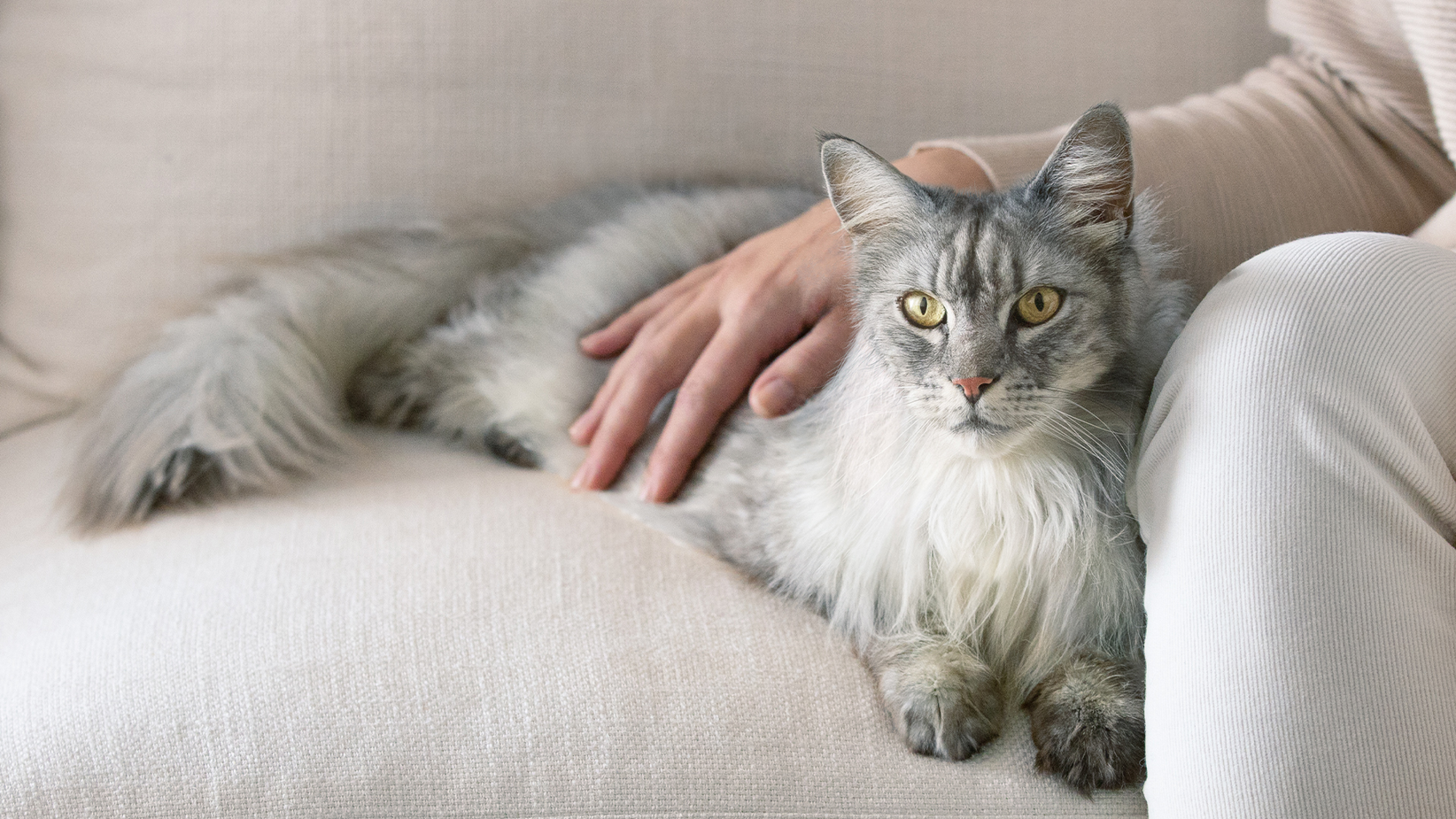 Eine langhaarige Katze liegt auf dem Sofa mit Hand der Besitzerin auf dem Rücken