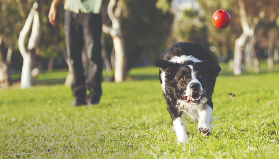 Border Collie jagt auf einer Wiese einem roten Ball hinterher