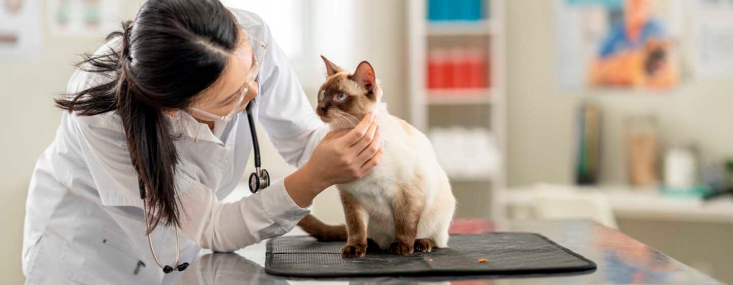 Alles über Fehlgeburten bei Katzen