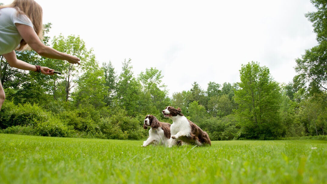 befriedigen sich hunde selbst Lurevibe