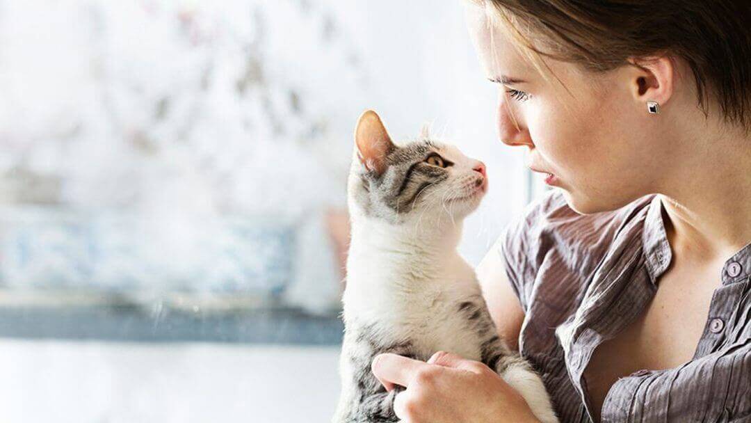 Eine Katze oder ein Kätzchen adoptieren 