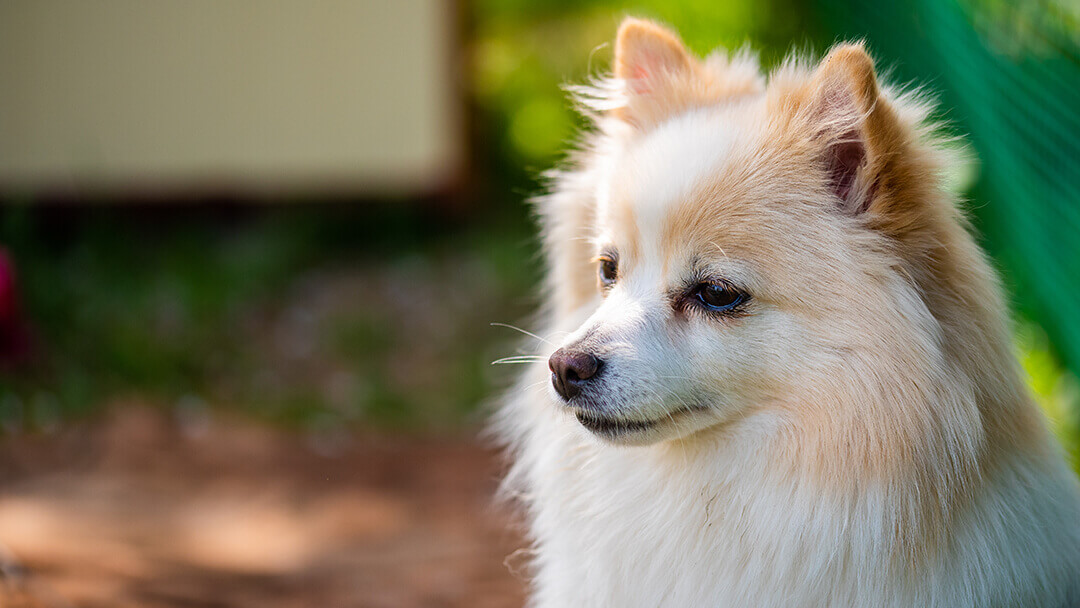 Niereninsuffizienz Hund – ein umfassender Leitfaden