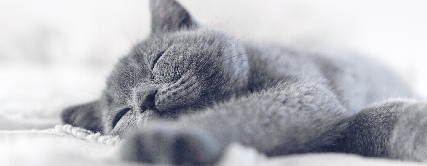 Blau-graue Katze schläft