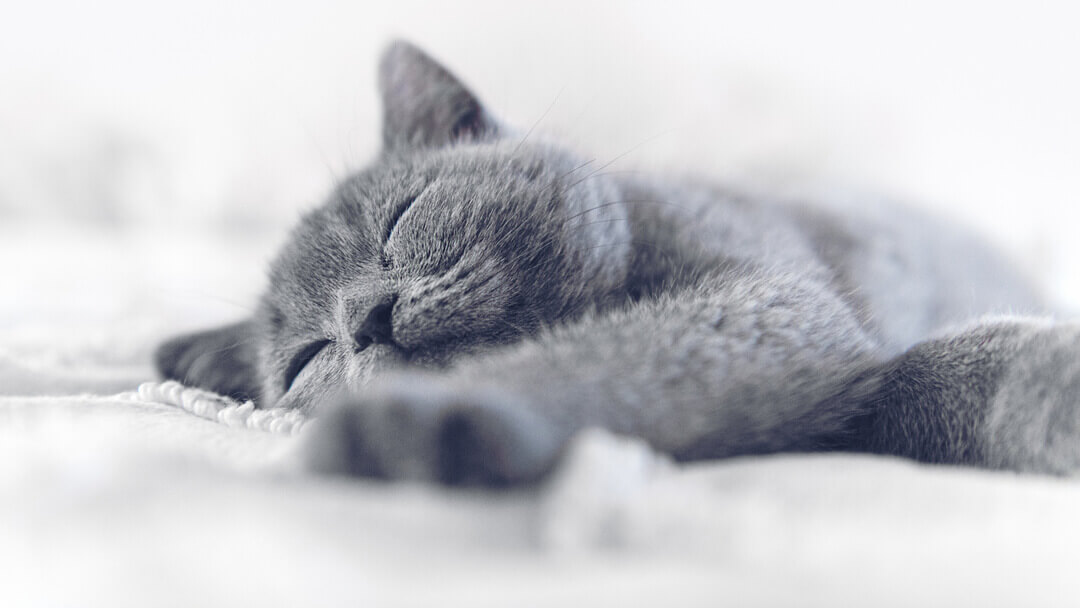 Blau-graue Katze schläft