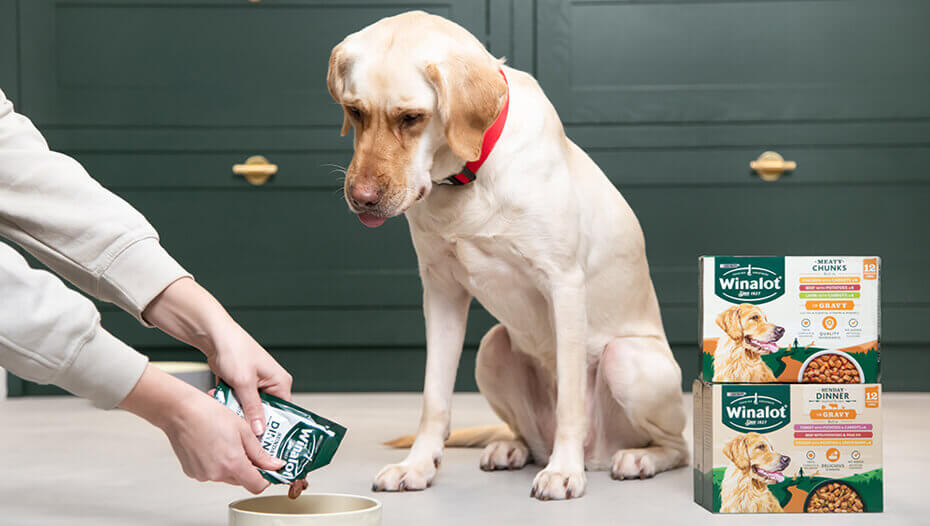 Labrador wird Winalot-Nassfutter für Hunde serviert