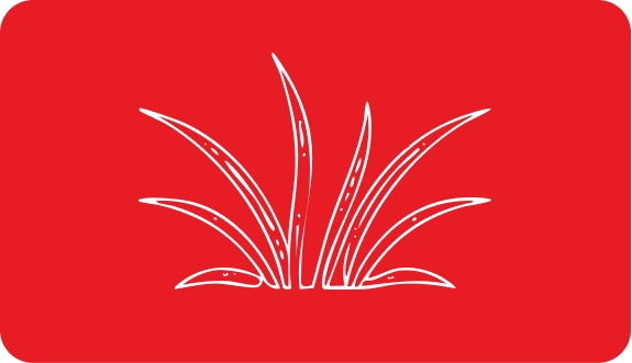 Seegraswiesen