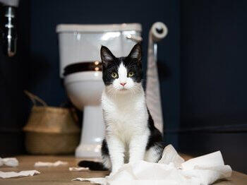 Dein Kätzchen oder deine Katze trainieren
