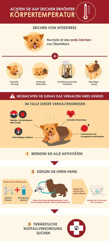Erhöhte Körpertemperatur beim Hund - Leitfaden