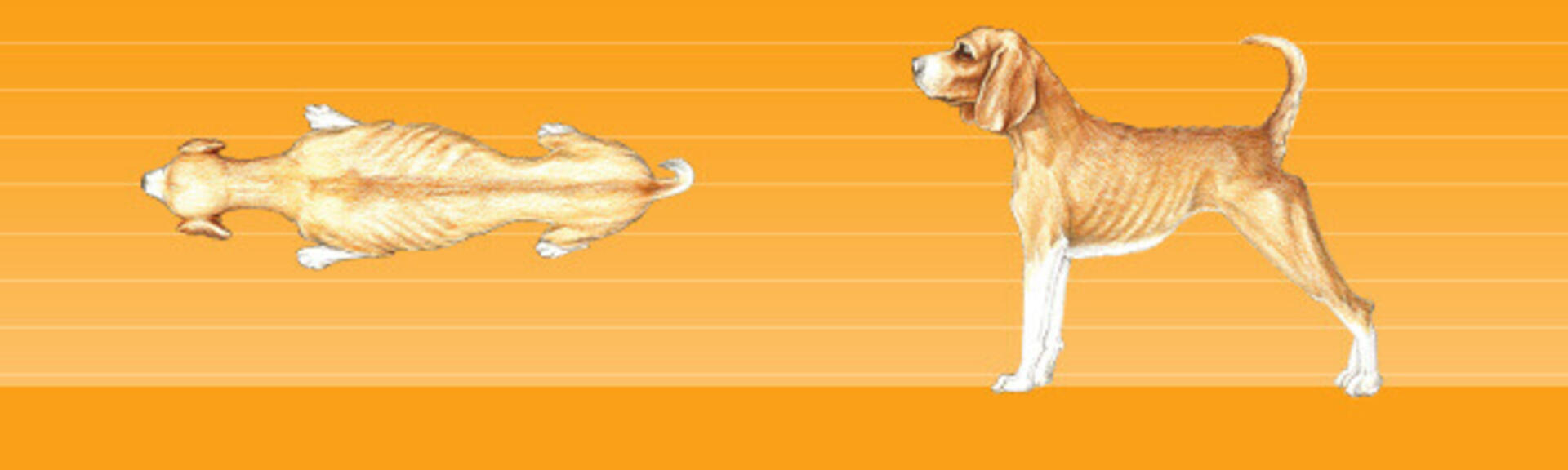 Untergewicht Hund