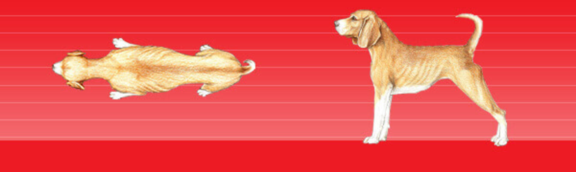 Untergewicht Hund