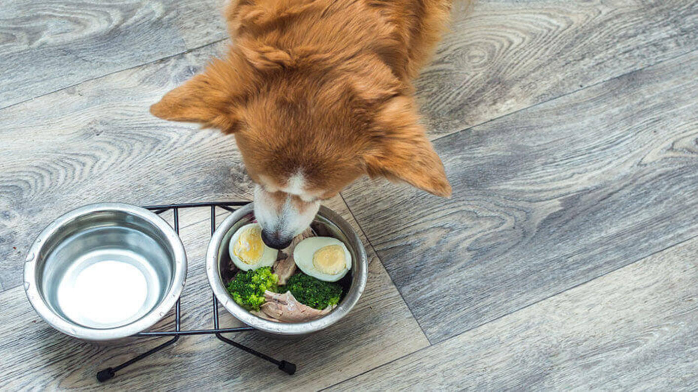 Brauner Hund, der Eier und rohes Fleisch isst.