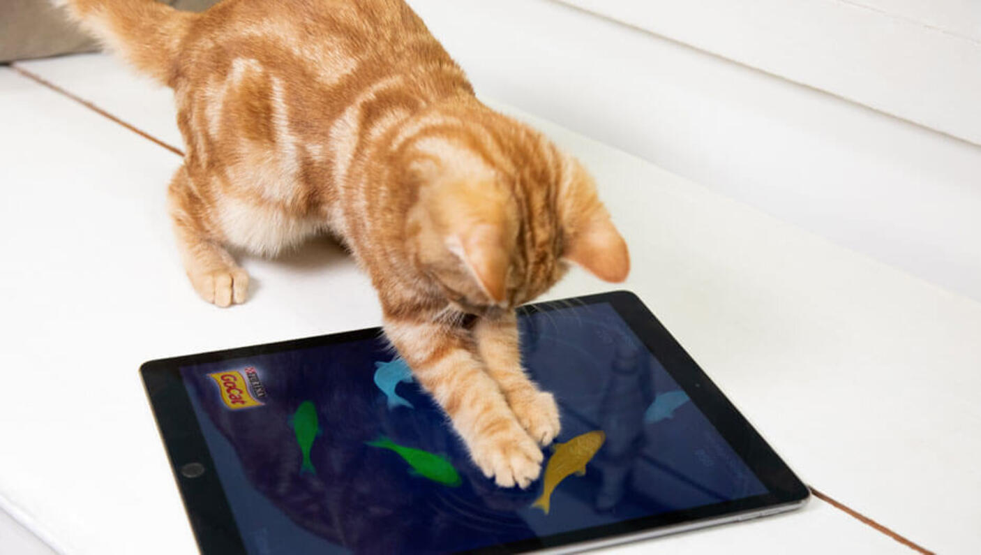 Ingwerkatze spielt mit einem iPad-Spiel