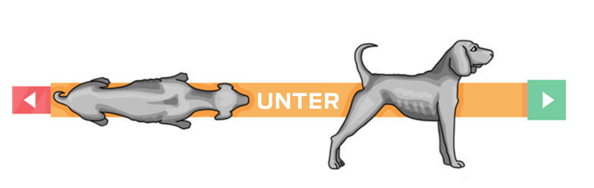 Untergewichtiger Hund.