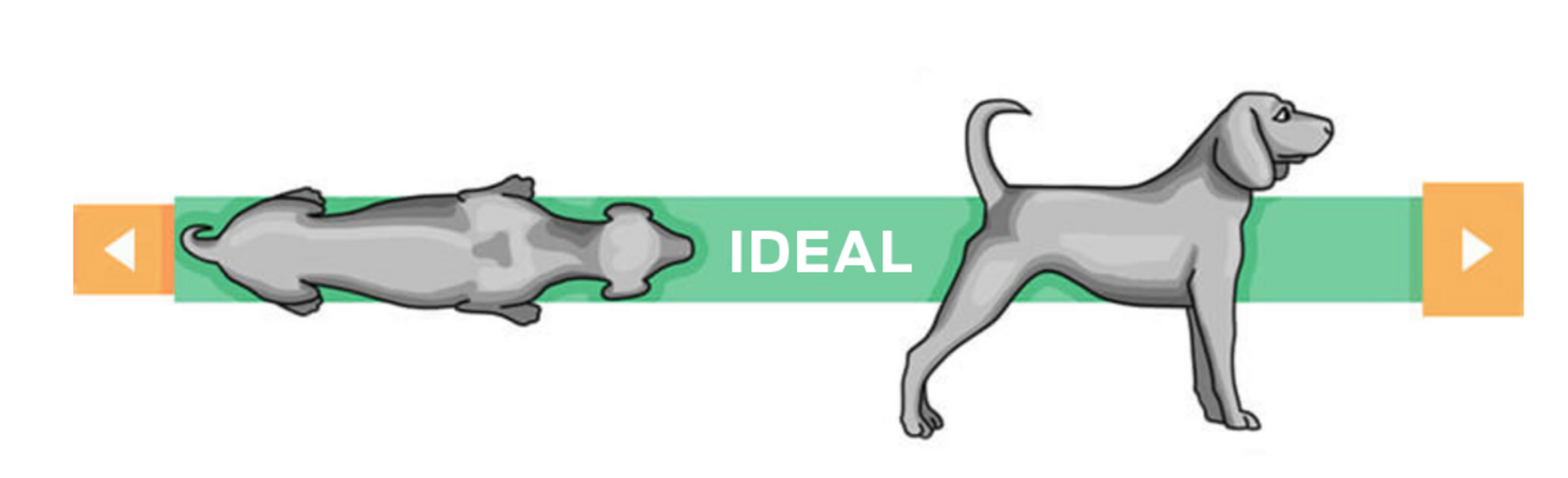 Idealgewichtiger Hund