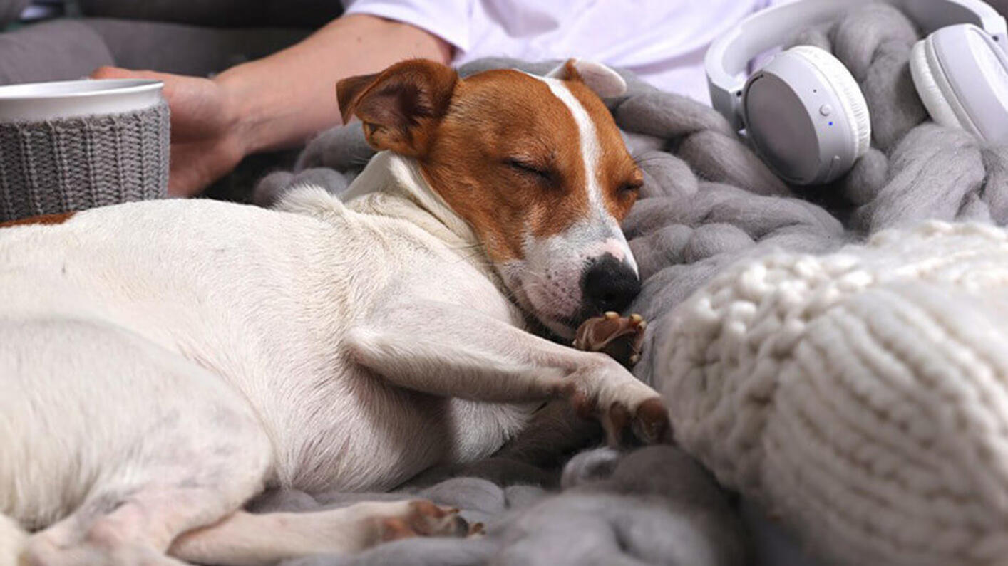 Hunde hören Musik viel intensiver als Menschen