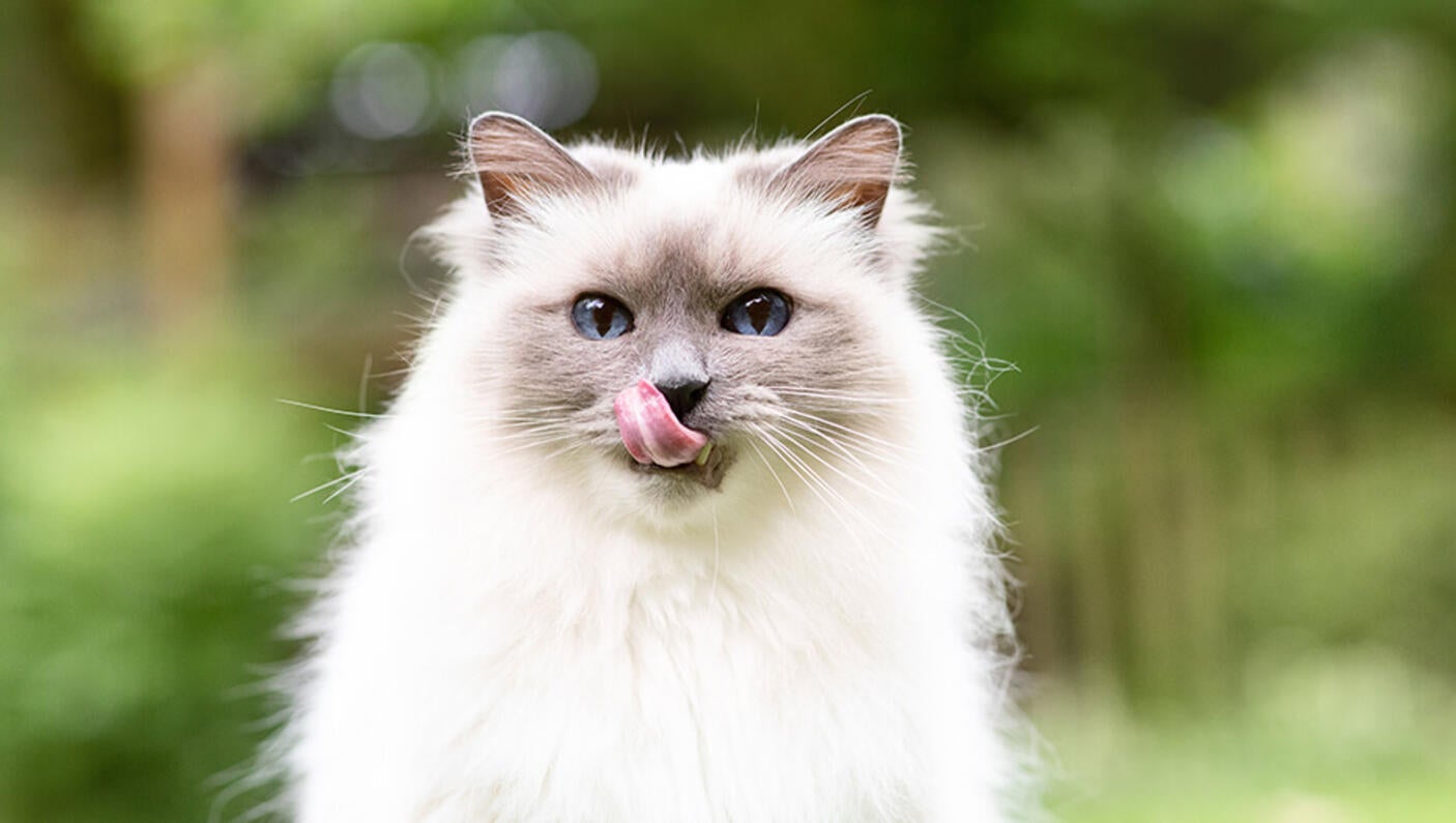 Warum leckt mich meine Katze ab und beißt dann